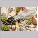 Lasius cf niger - Schwarzgraue Wegameise 09a 10mm - Koenigin - Sandgrube Niedringhaussee.jpg